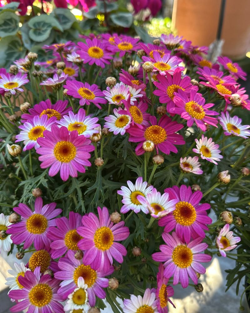 Zanzibar Daisy