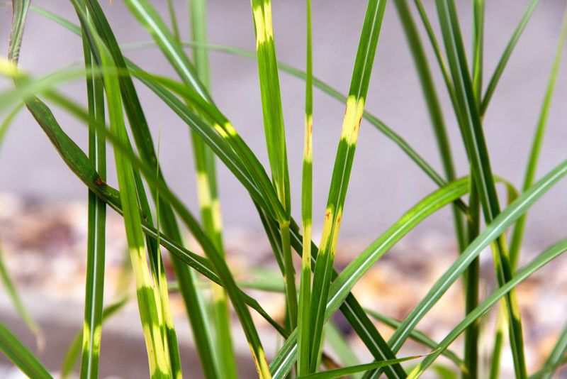 Zebra Grass