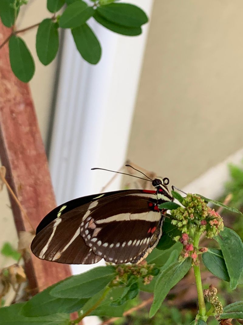 Zebra Longwing Butterfly