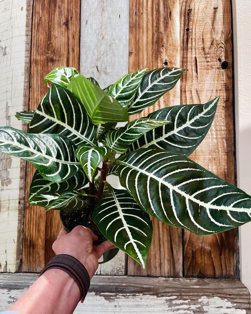 Zebra Plant