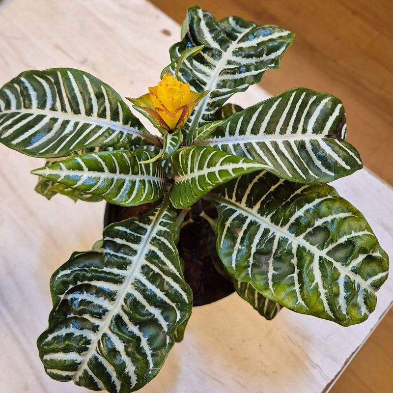 Zebra Plant