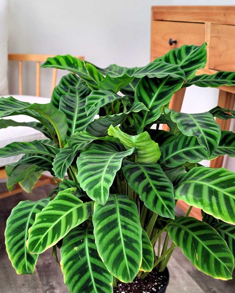 Zebra Plant (Calathea zebrina)