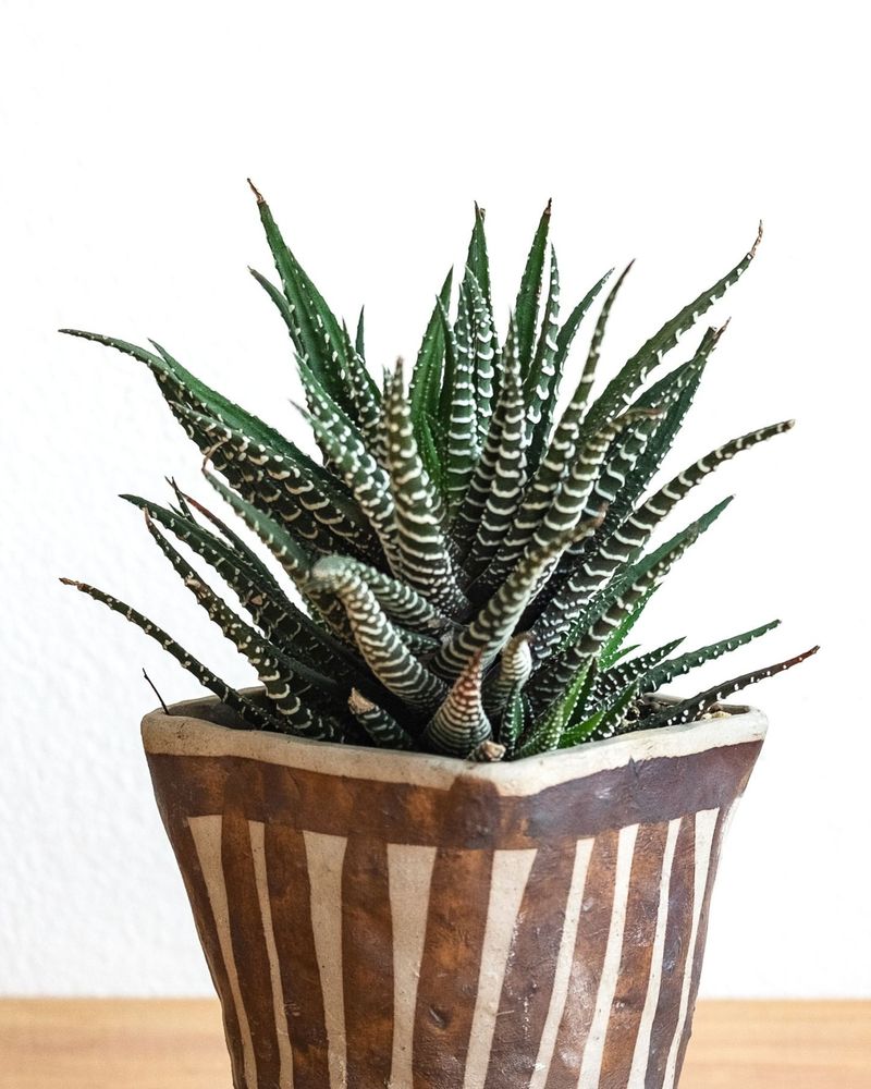 Zebra Plant (Haworthia)