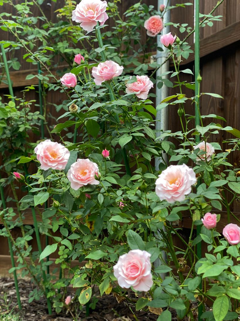 Zen Rose Meditation Spot