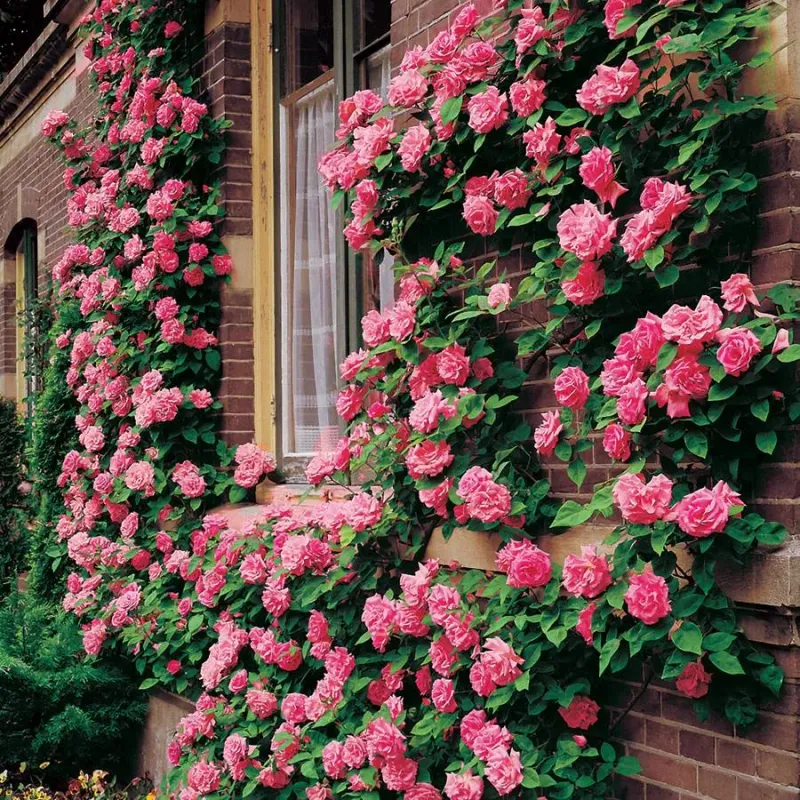 Zephirine Drouhin Rose