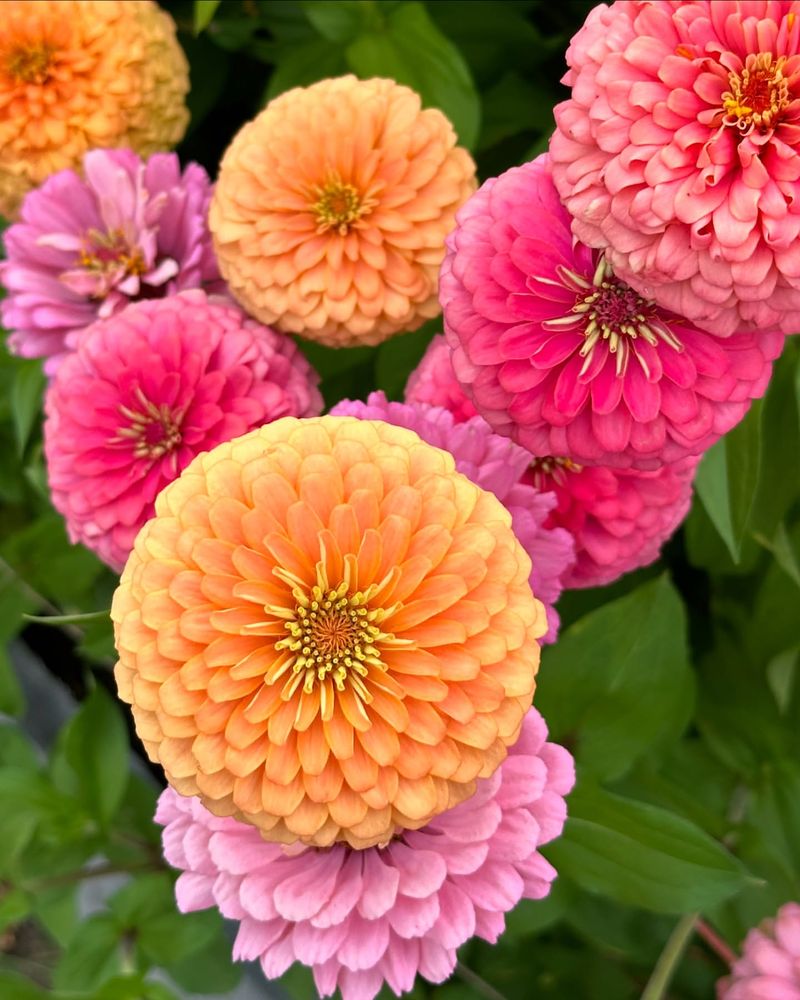 Zinnia