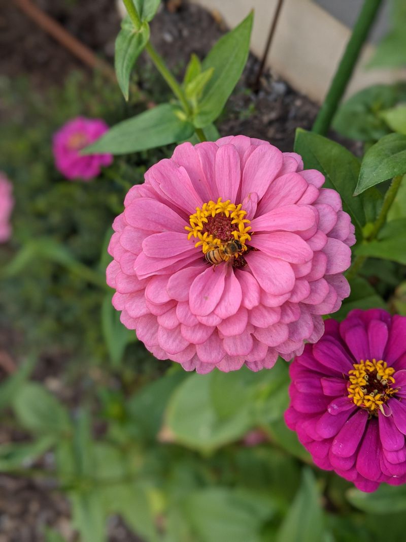 Zinnia