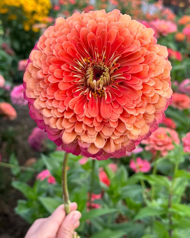 Zinnia