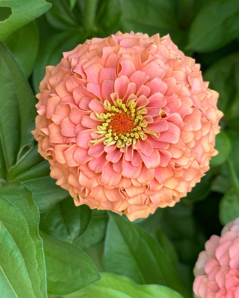 Zinnia