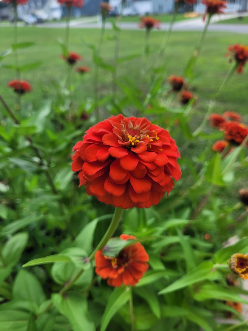 Zinnia