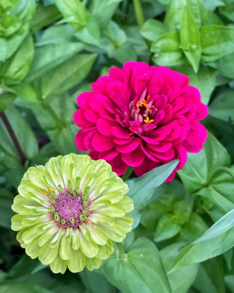 Zinnia