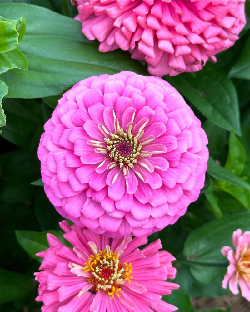 Zinnia