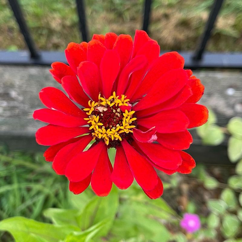 Zinnia