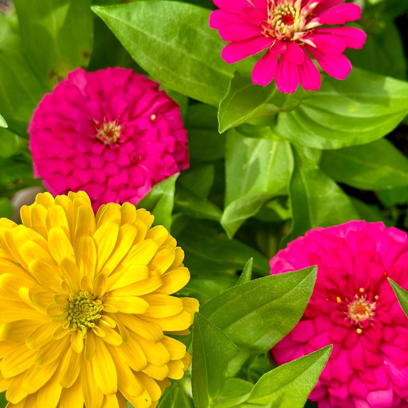 Zinnia