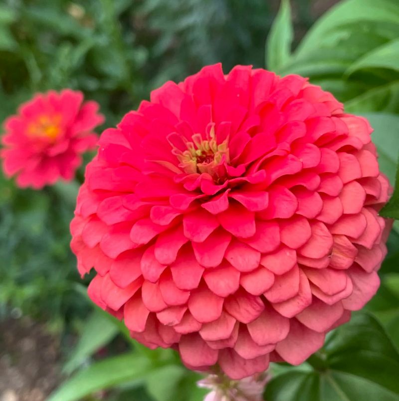 Zinnia