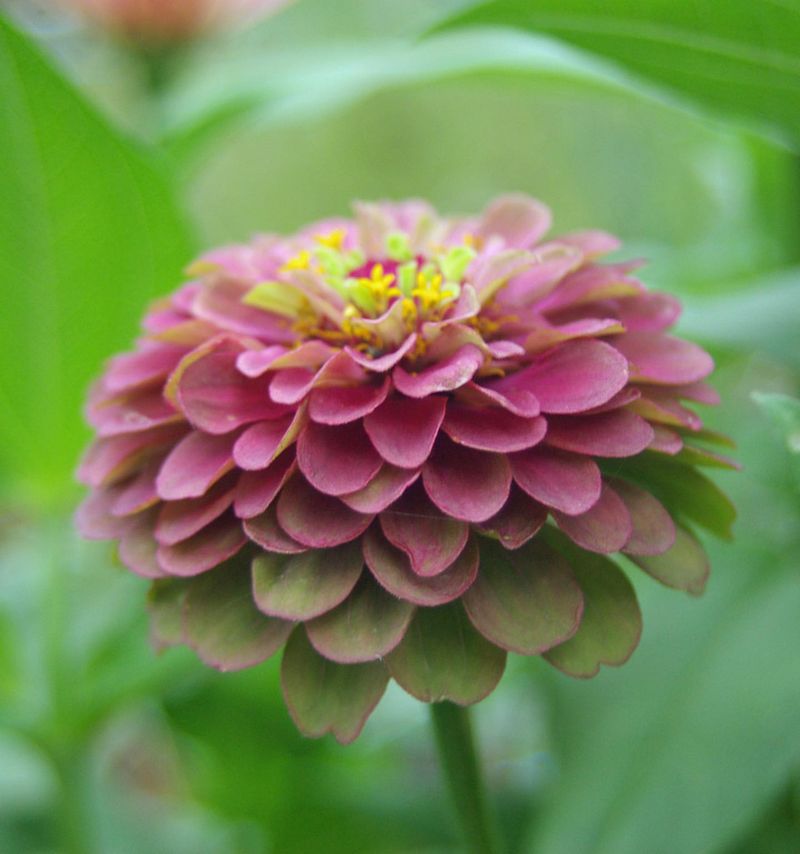 Zinnia