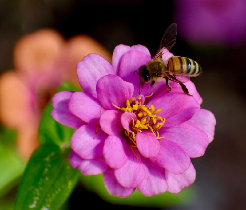 Zinnia