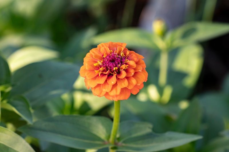 Zinnia