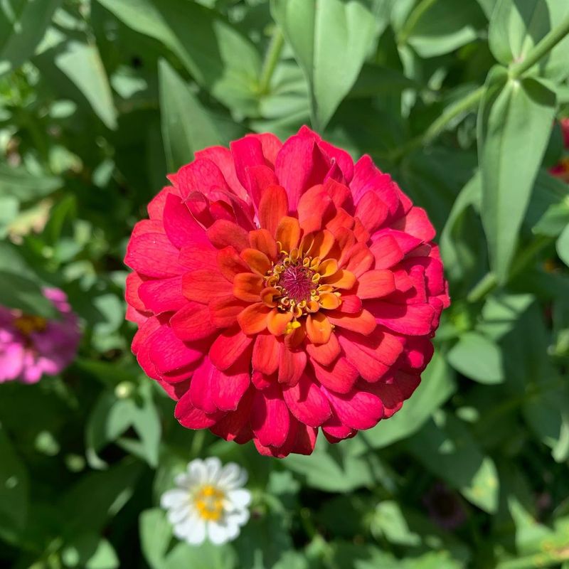 Zinnia