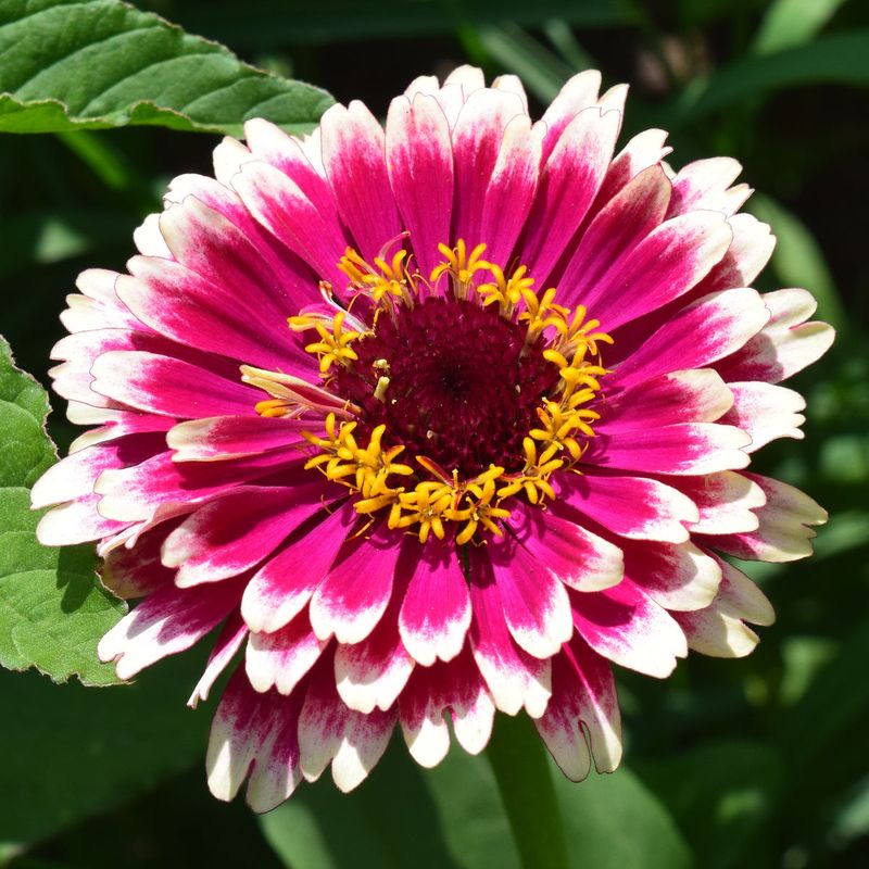 Zinnia