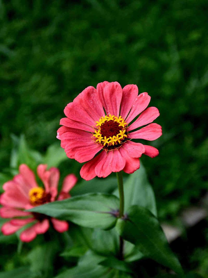 Zinnia