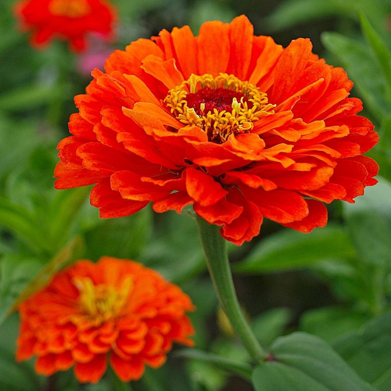 Zinnia