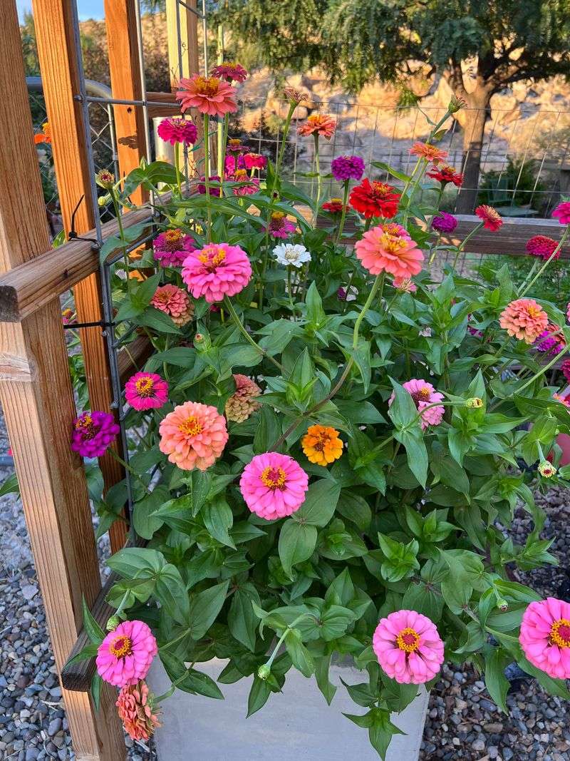 Zinnias