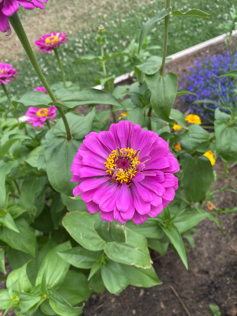 Zinnias