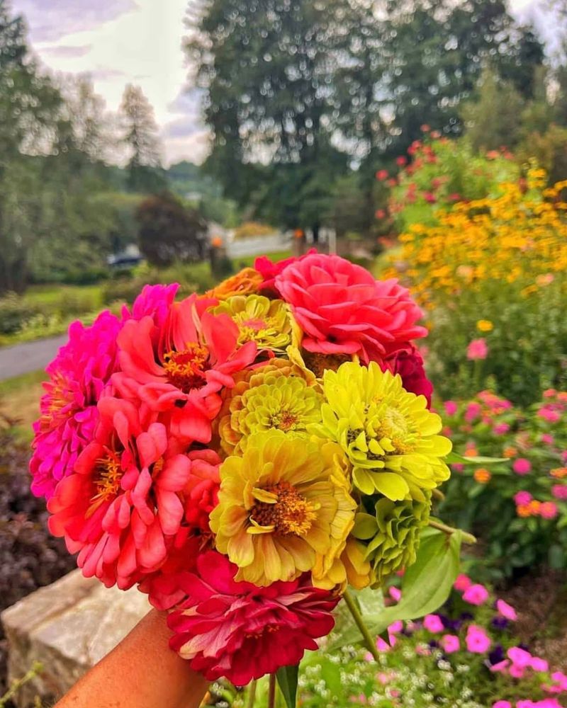 Zinnias