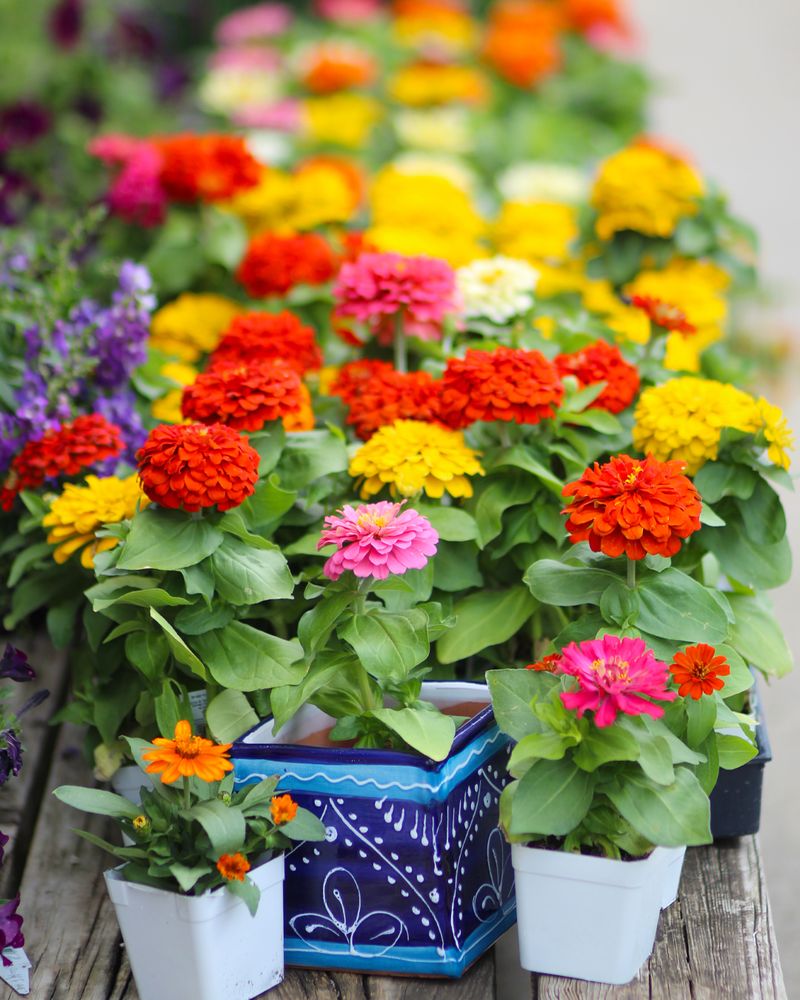 Zinnias