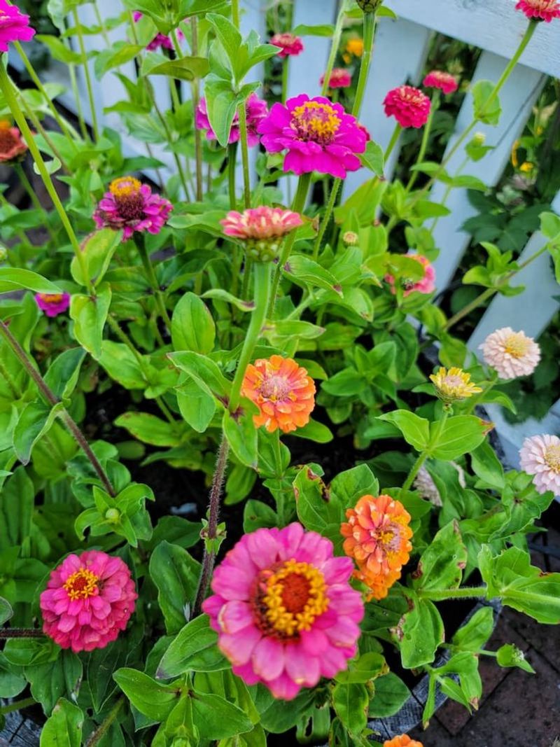 Zinnias