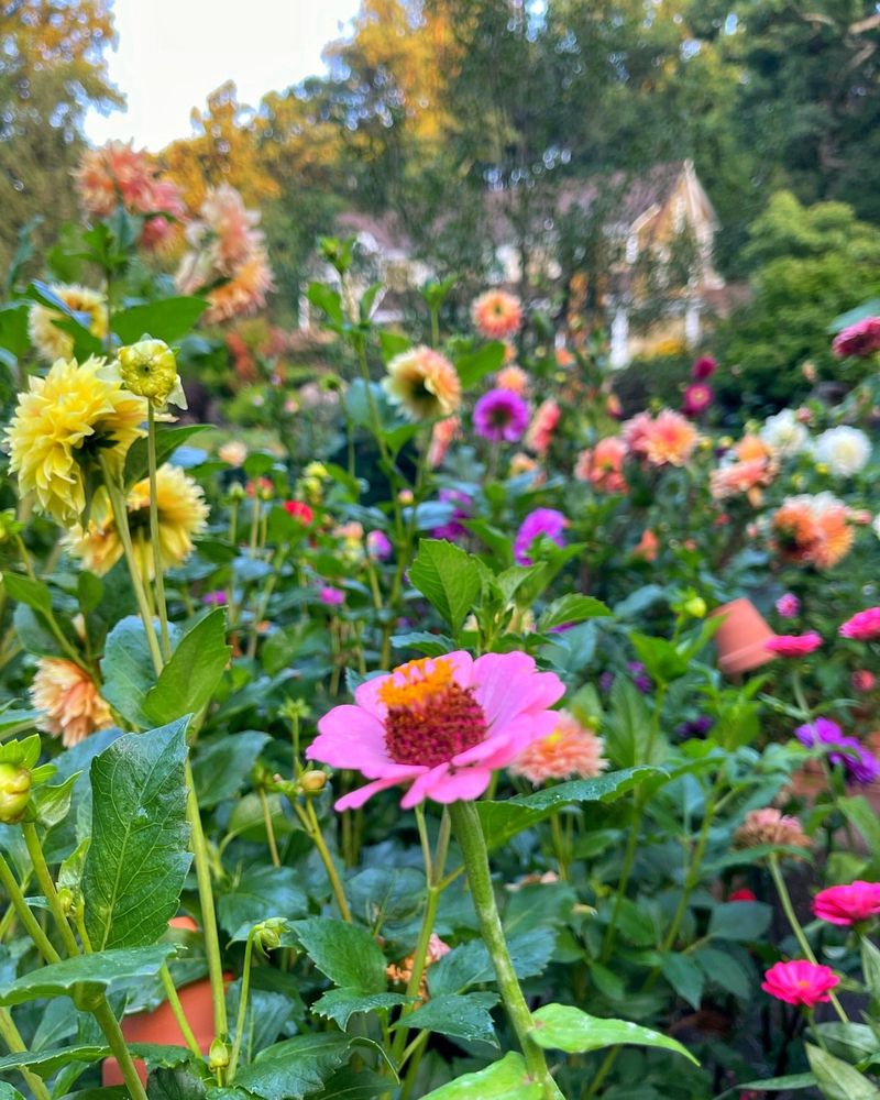 Zinnias