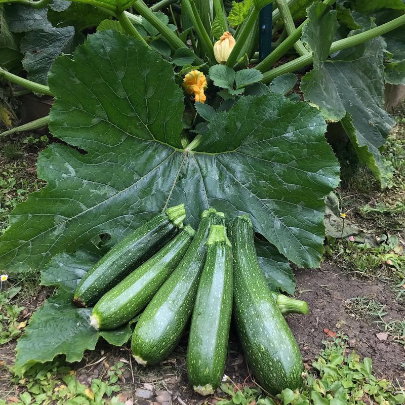 Zucchini