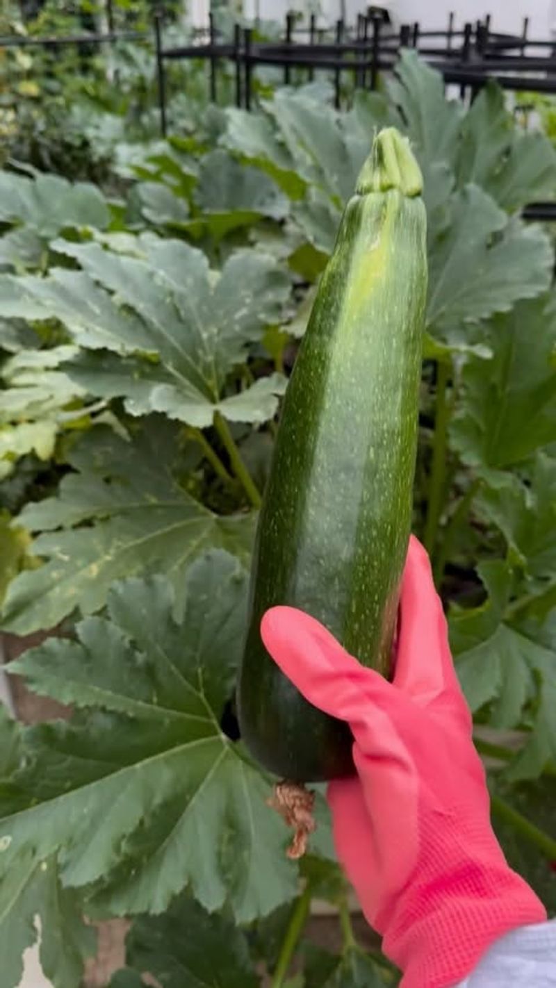 Zucchini