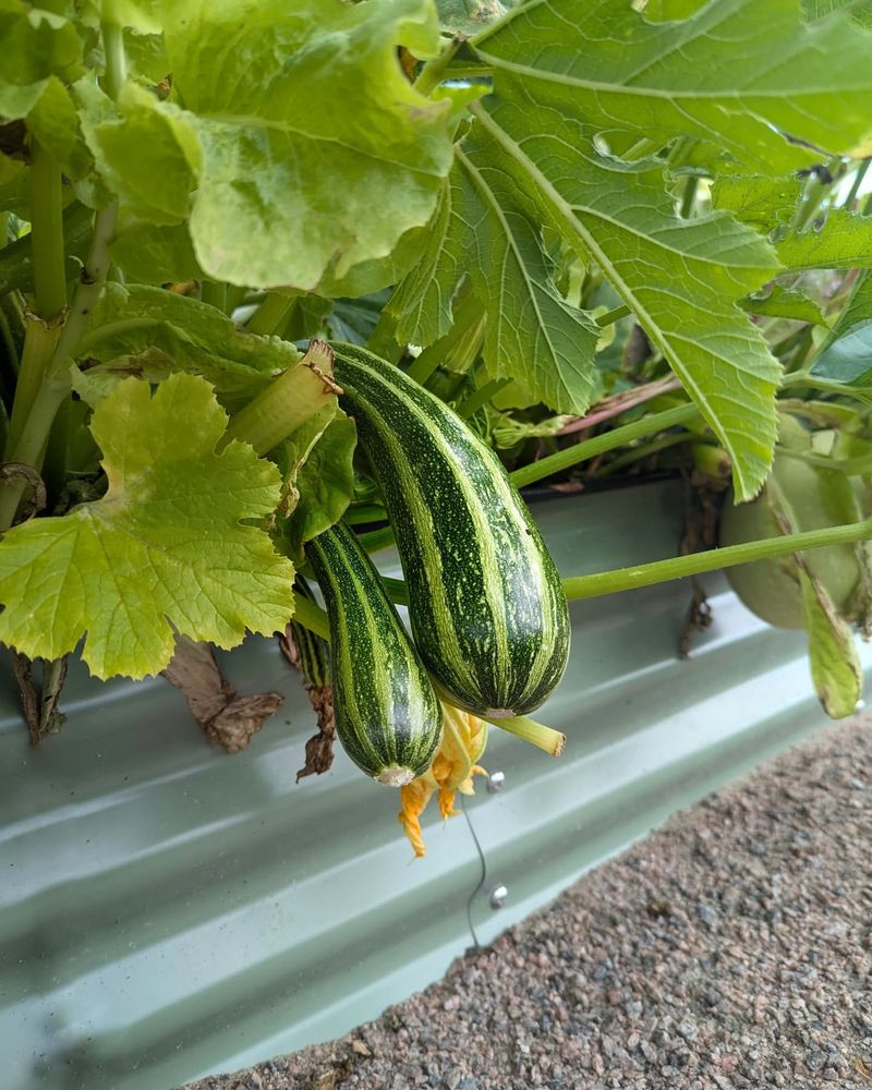 Zucchini