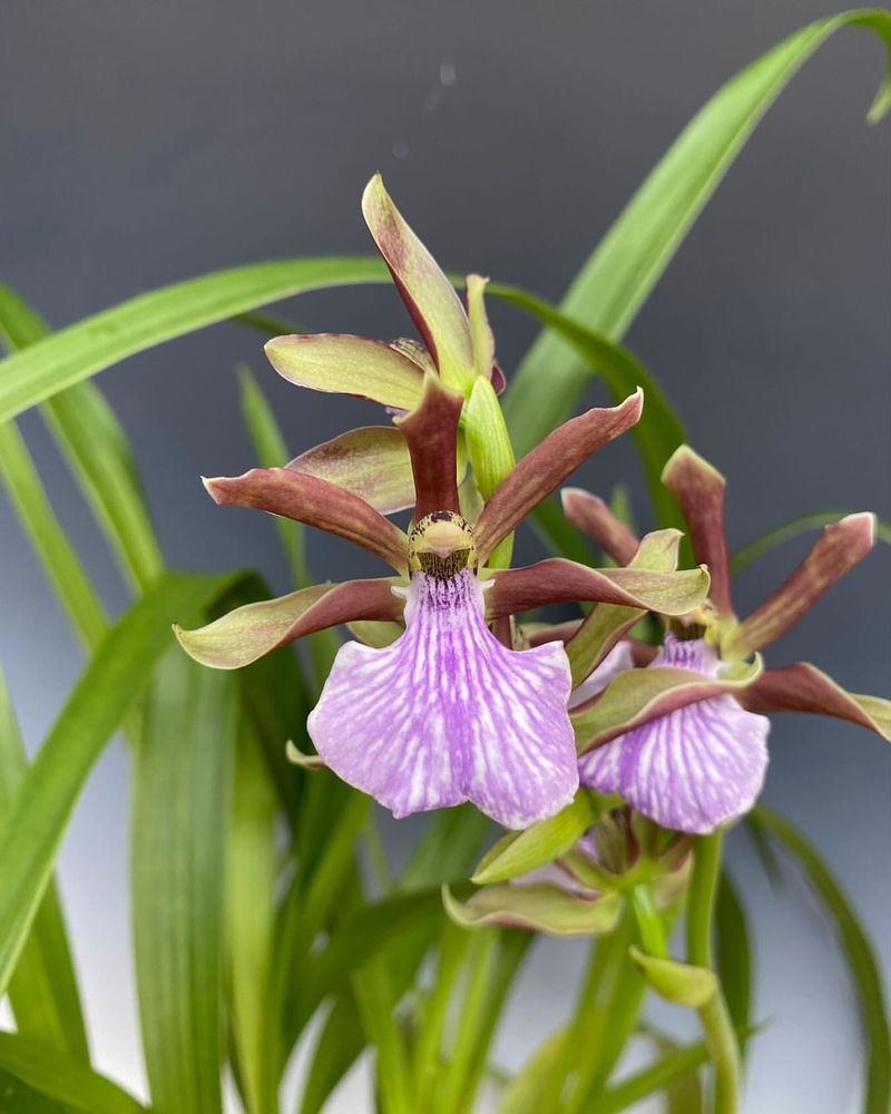 Zygopetalum Orchid