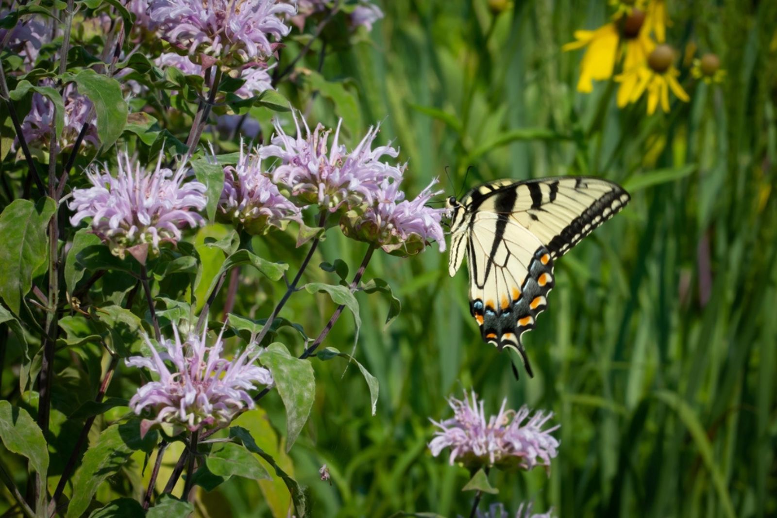 a butterfly on a wild bergamot flower