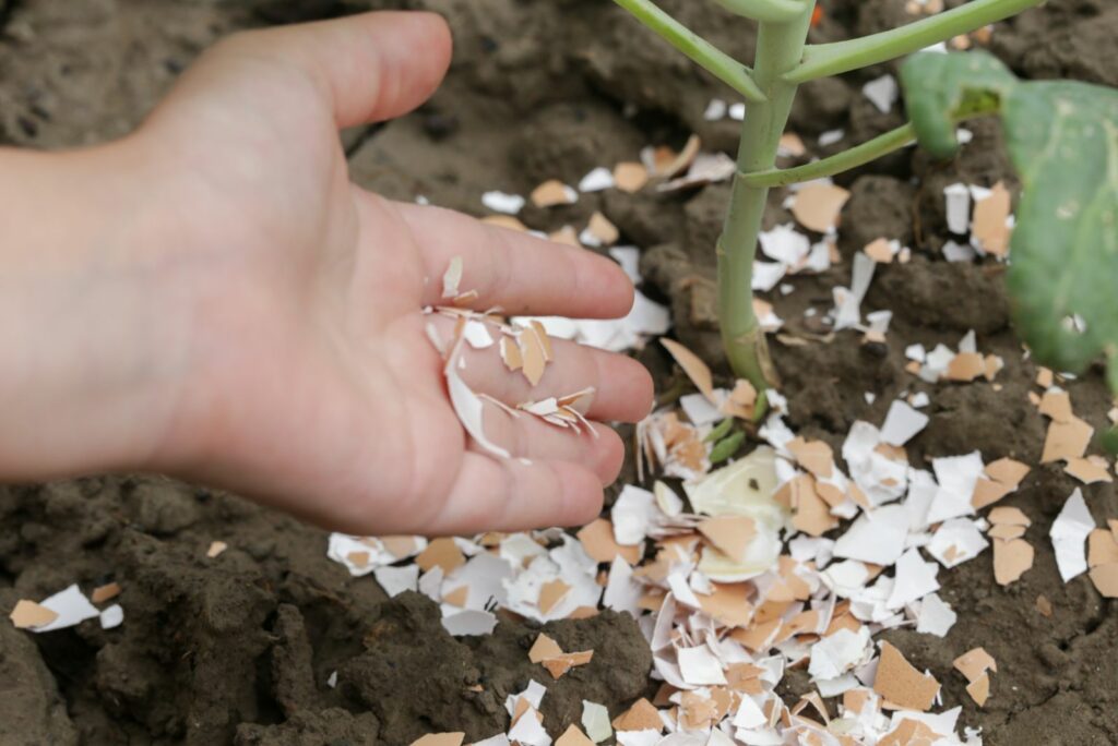 a woman puts eggshell around a plant