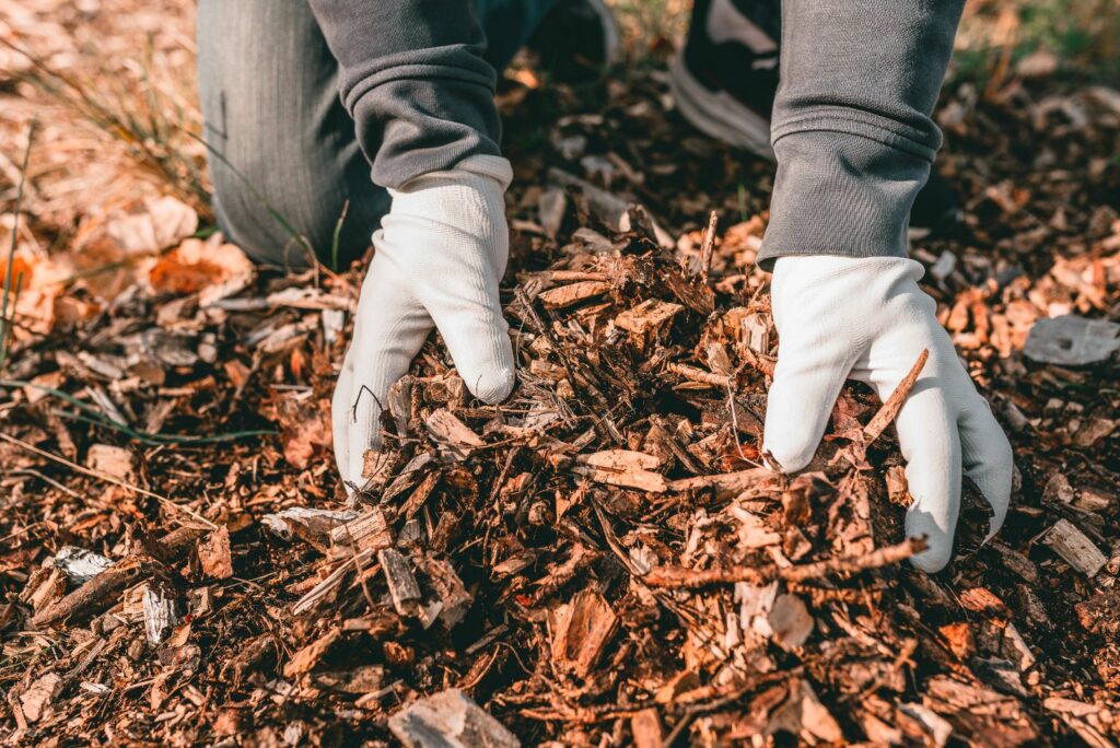 adding mulch to the soil