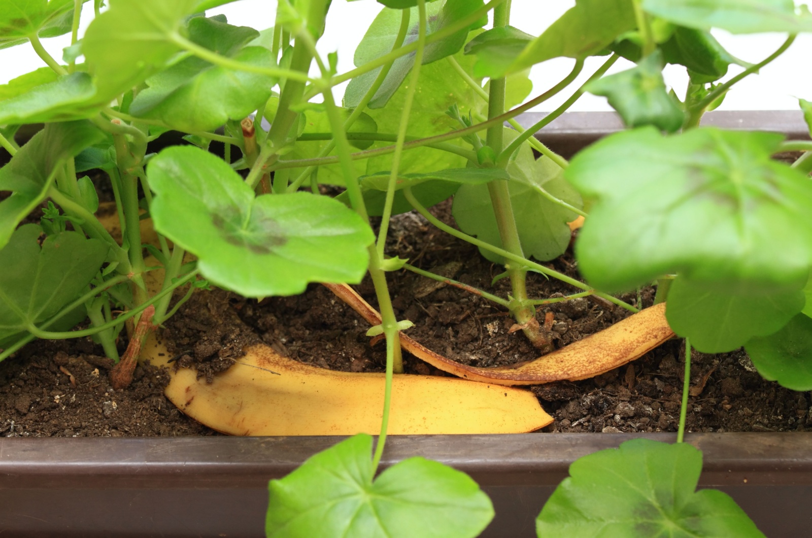 banana peel in soil