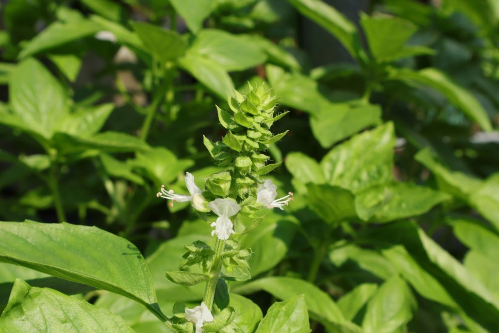 basil flower