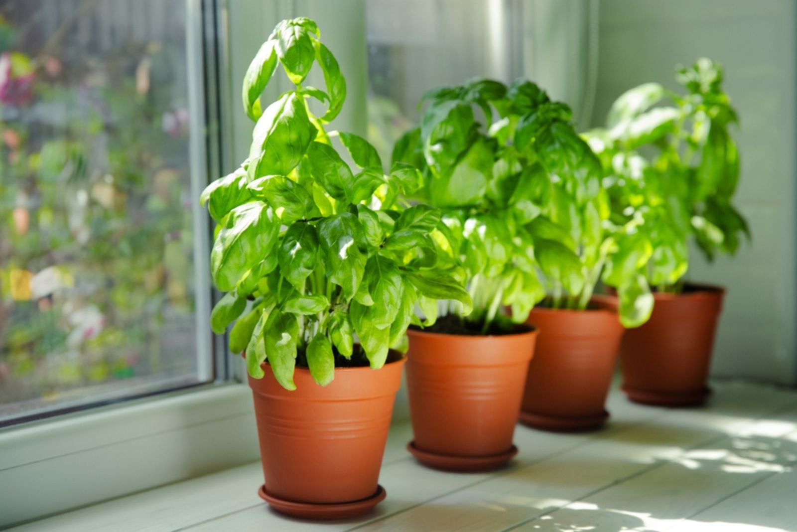 basil in pots