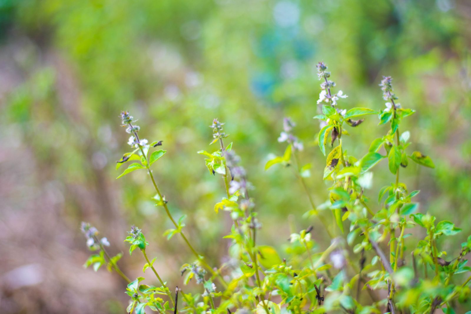 beautiful basil flowers