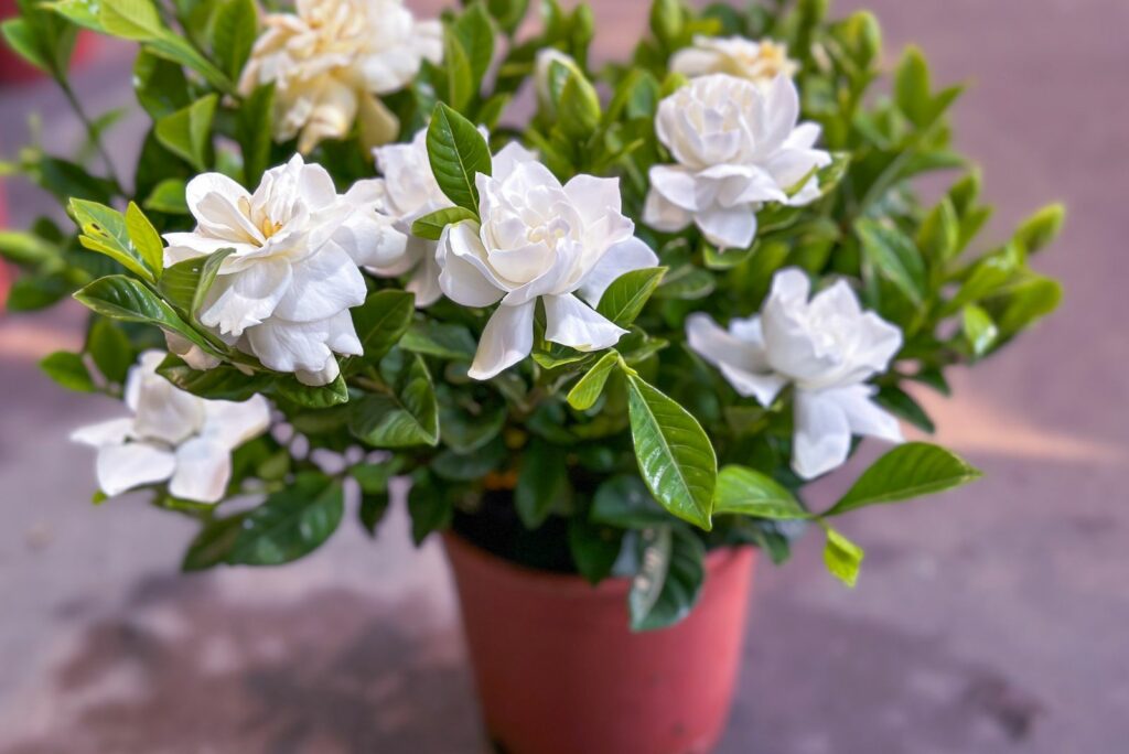 beautiful jasmine in a brown pot