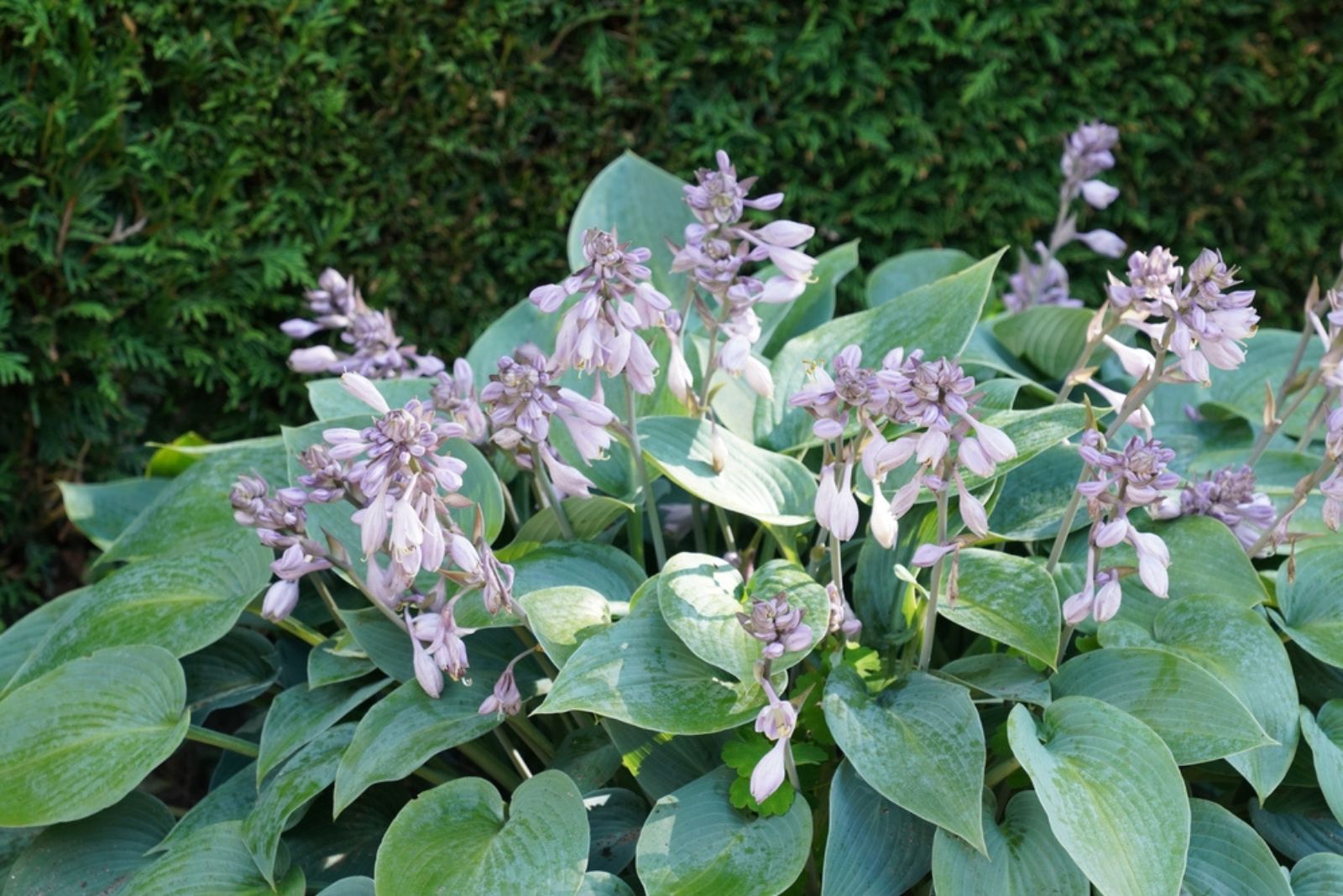 blooming hostas