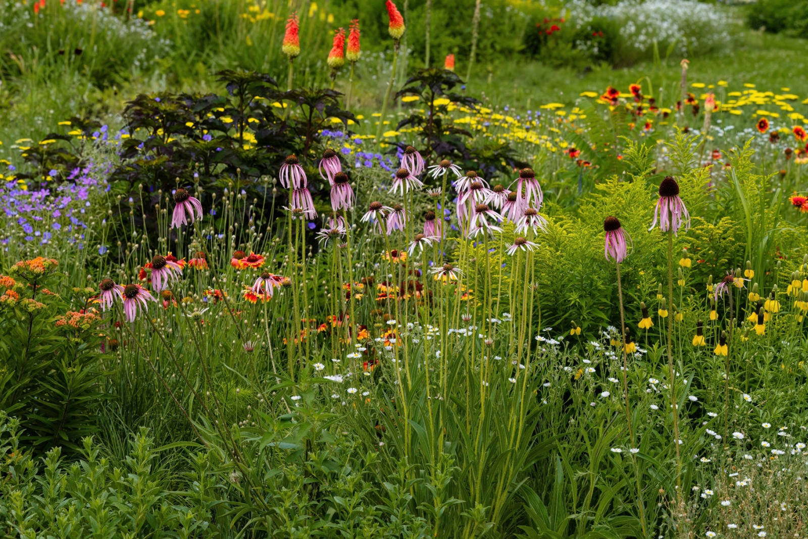 blooming wildflowers