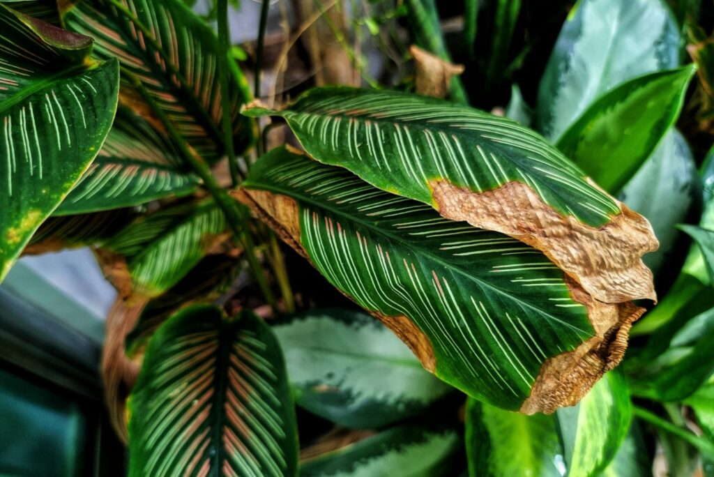 brown disease on calathea leaves