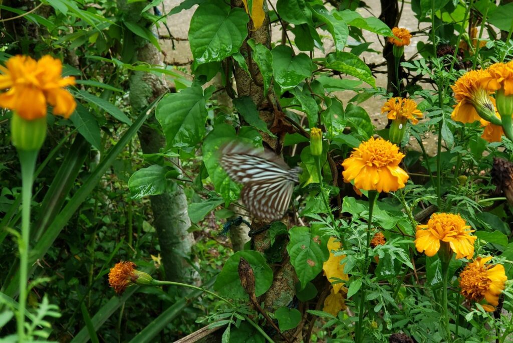 butterflies on marigolds in the garden