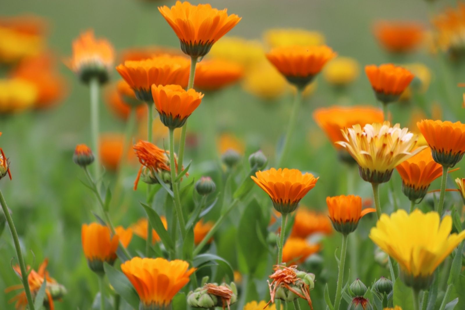 calendula flowers