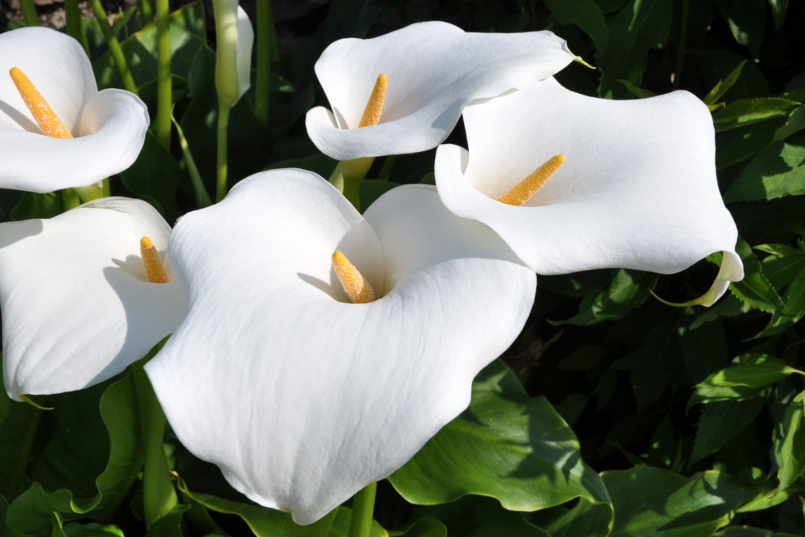 calla lillies